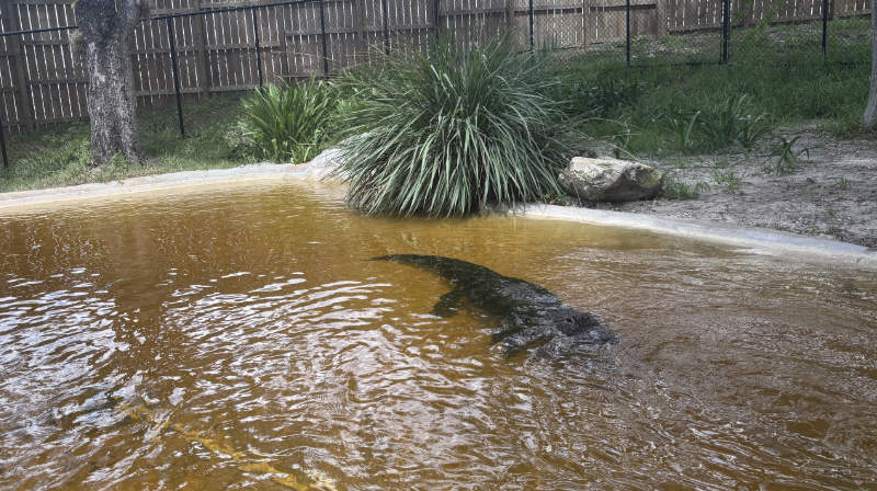 Rescued Alligator at Sawgrass Recreation Park 