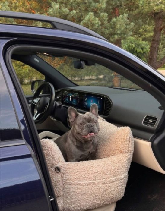 french bulldog in Le Noof dog bed in car