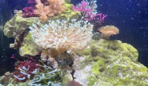 How to use Distilled water for Saltwater Aquarium