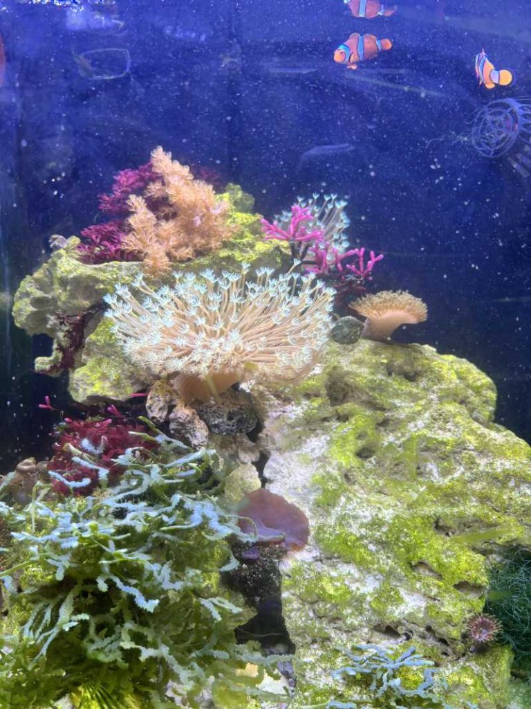 How to use Distilled water for Saltwater Aquarium